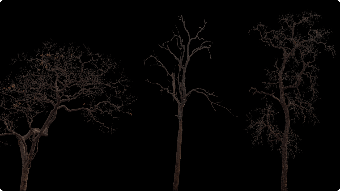 ACID_RAIN_DEAD_TREES ACID_RAIN_DEAD_TREES