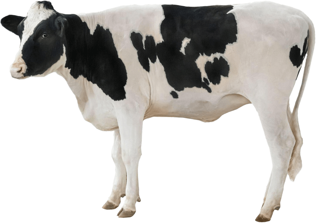 Cow Cow