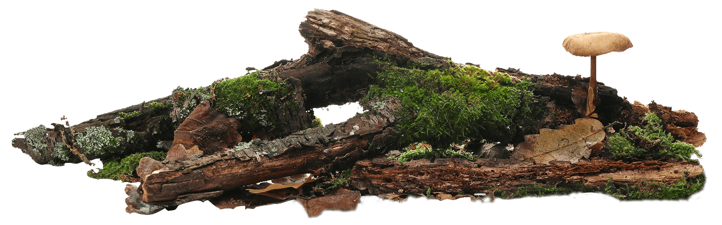 DEAD_WOOD_LOG DEAD_WOOD_LOG