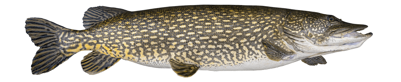 big-fish-shutterstock_2322276649-1_FR Un poisson